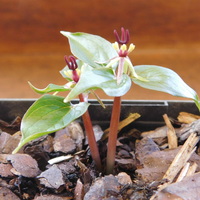 Trillium govanianum
